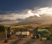 Workers in Wine Farm harvest season